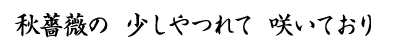 「秋薔薇の　少しやつれて　咲いており」